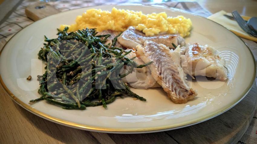 Queller mit Kabeljau und Risotto