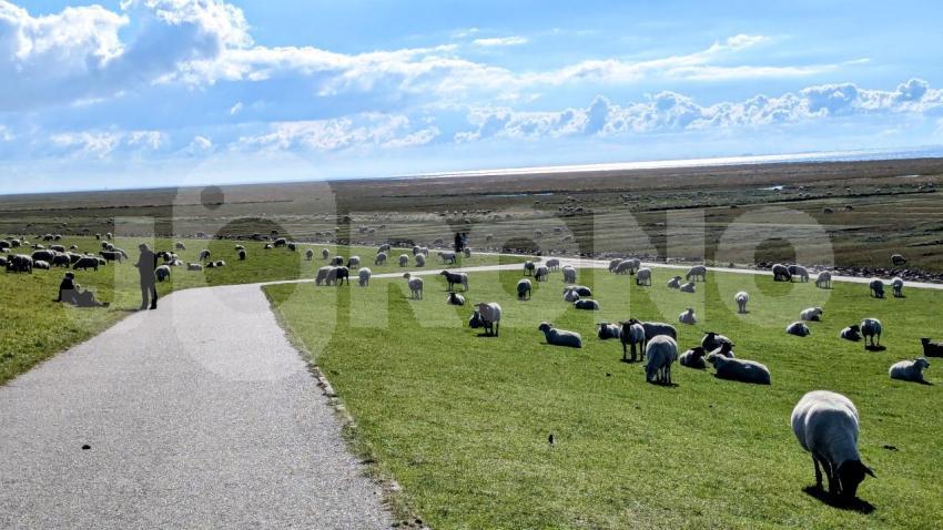 Menschen und Schafe am Deich