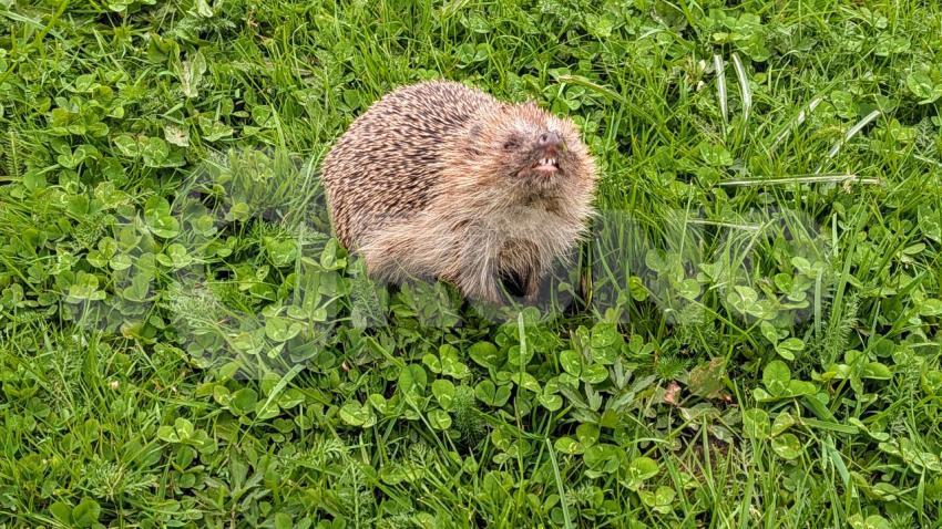 Gefährlicher Igel mit scharfen Zähnen