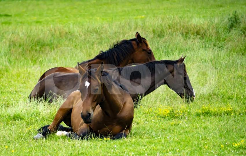 Aus der Kategorie Pferde