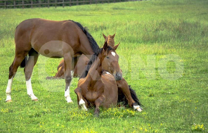 Aus der Kategorie Pferde