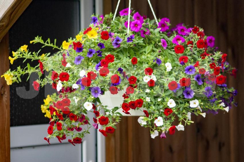 Aus der Kategorie Blumen&Pflanzen