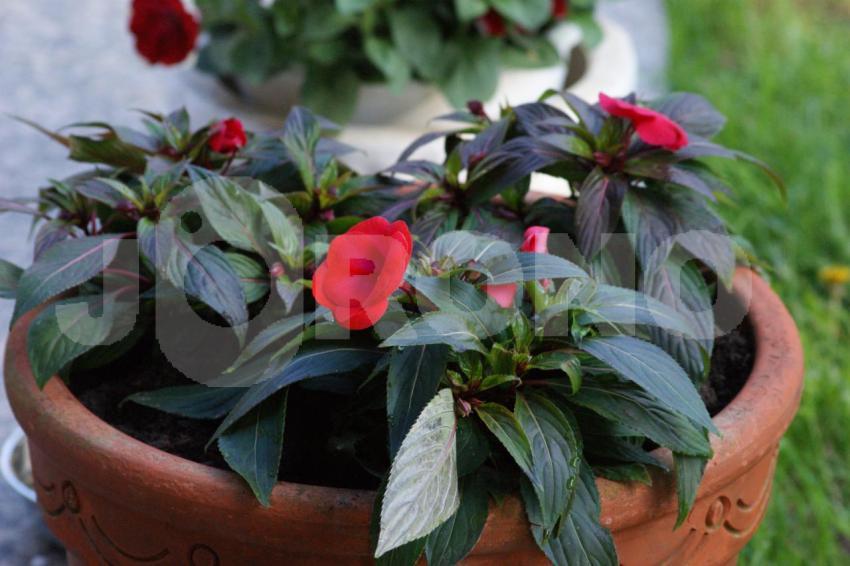 Aus der Kategorie Blumen&Pflanzen