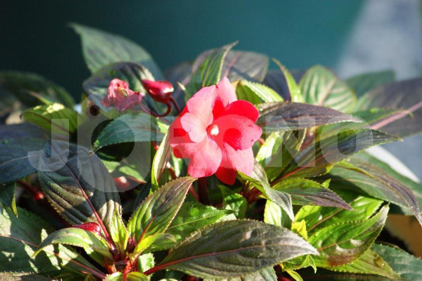 Aus der Kategorie Blumen&Pflanzen