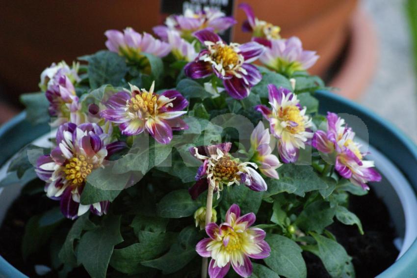 Aus der Kategorie Blumen&Pflanzen