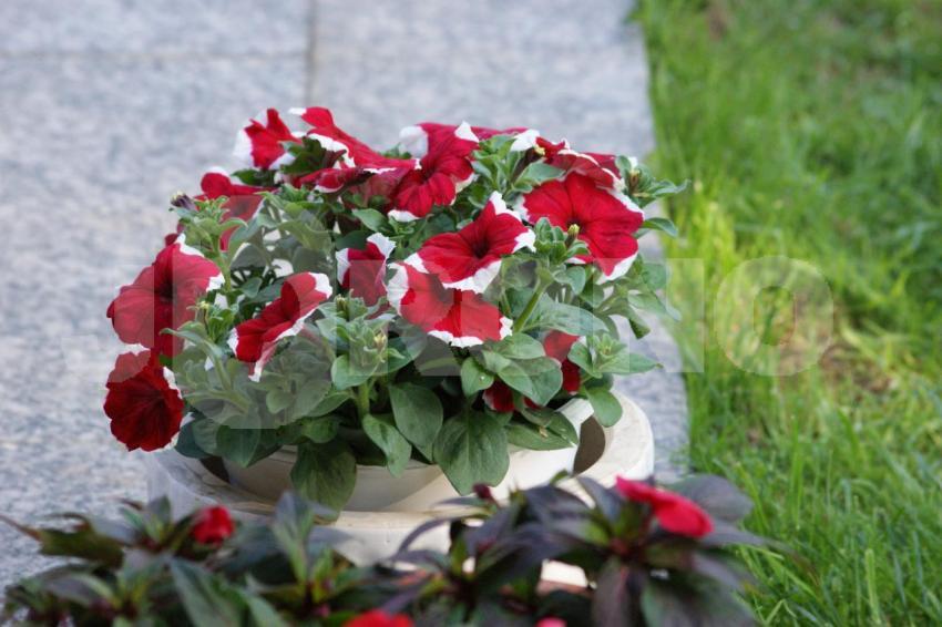 Aus der Kategorie Blumen&Pflanzen