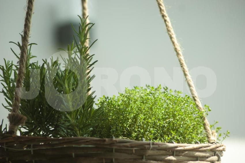 Aus der Kategorie Blumen&Pflanzen