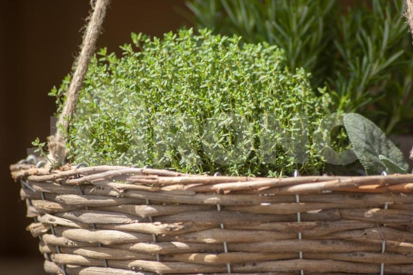 Aus der Kategorie Blumen&Pflanzen