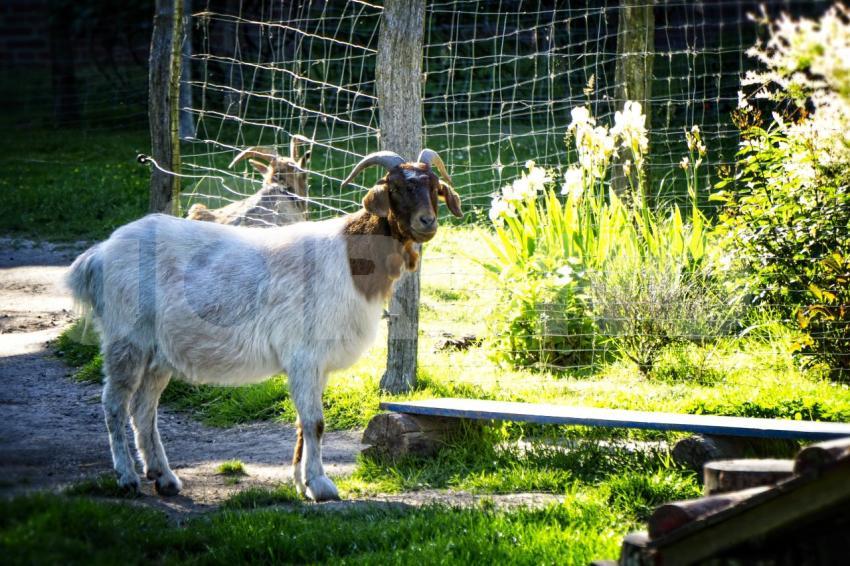 Ziegen im Gehege