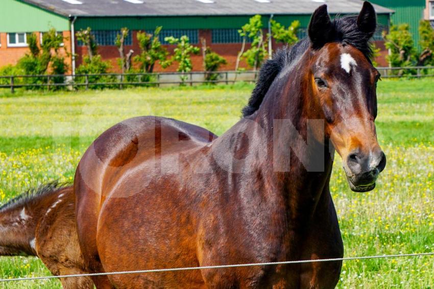 Aus der Kategorie Pferde