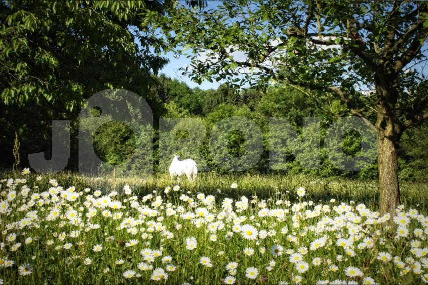Aus der Kategorie Pferde
