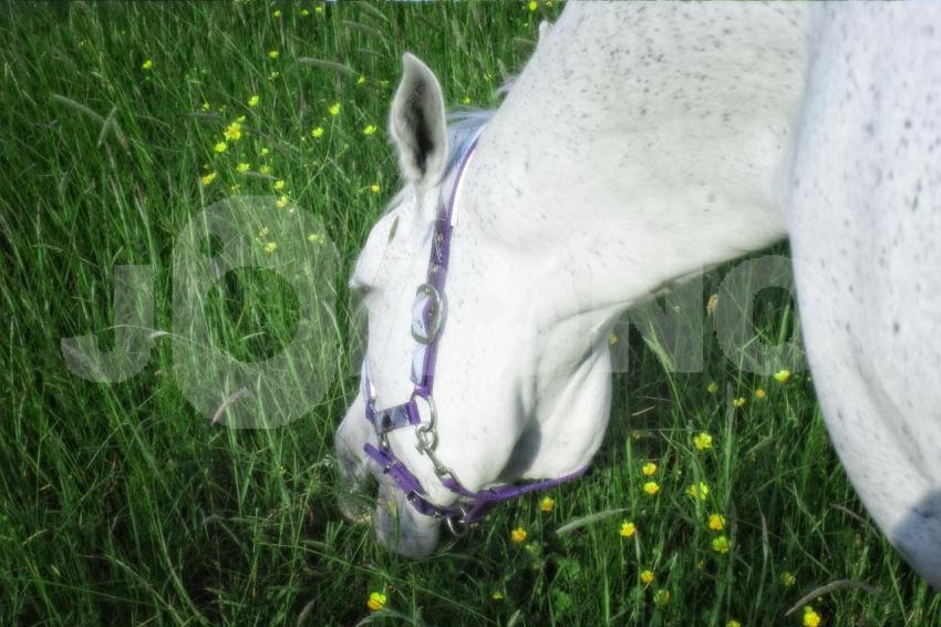 Aus der Kategorie Pferde