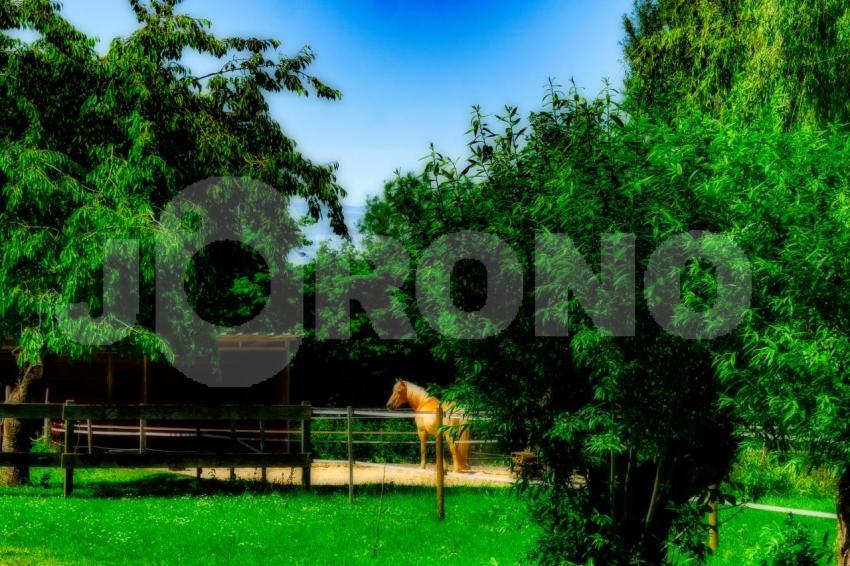 Aus der Kategorie Pferde