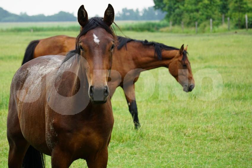 Aus der Kategorie Pferde