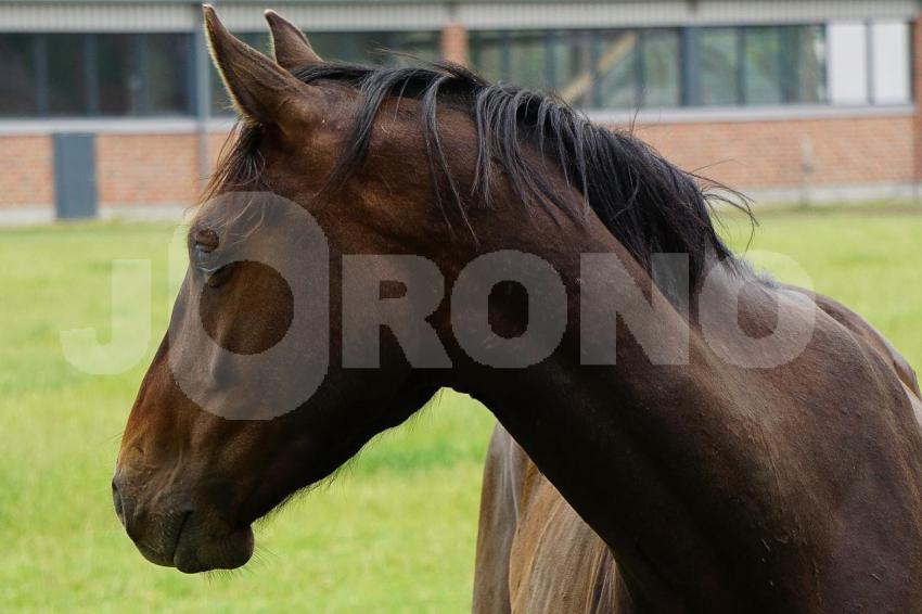 Aus der Kategorie Pferde