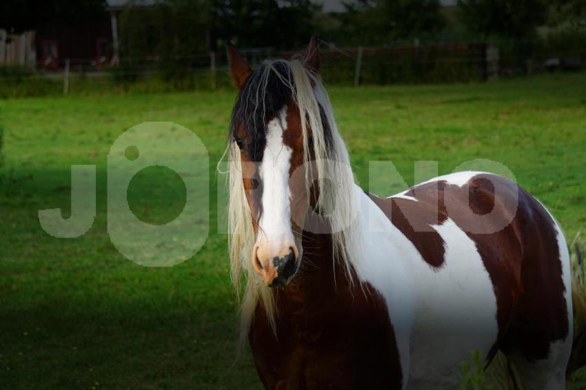 Aus der Kategorie Pferde