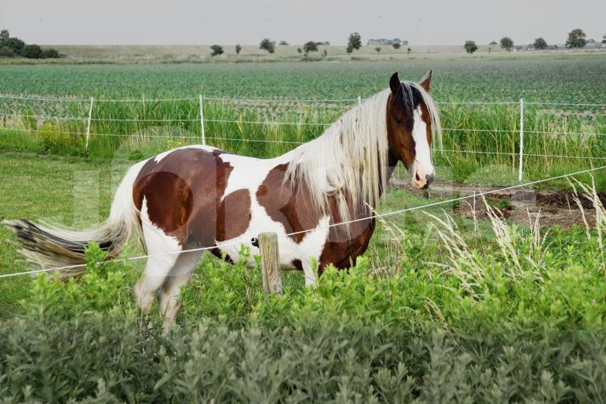 Aus der Kategorie Pferde