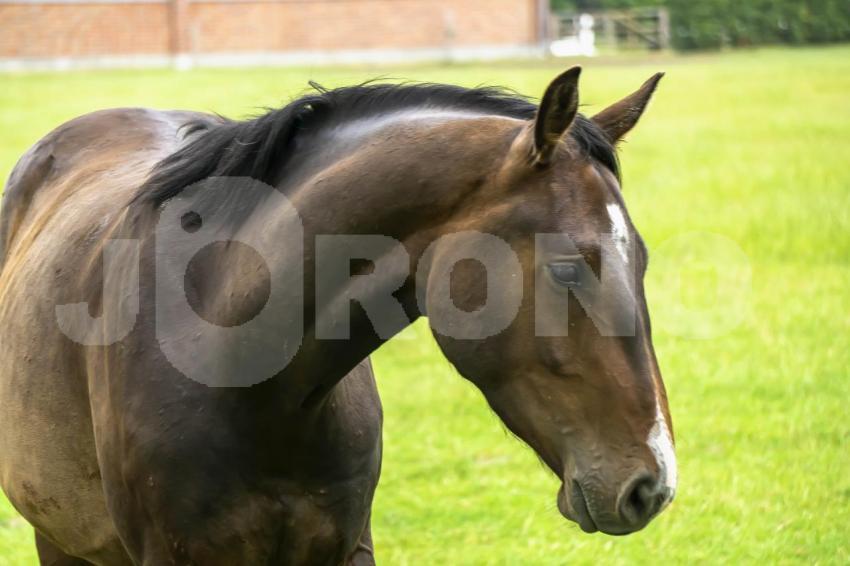 Aus der Kategorie Pferde