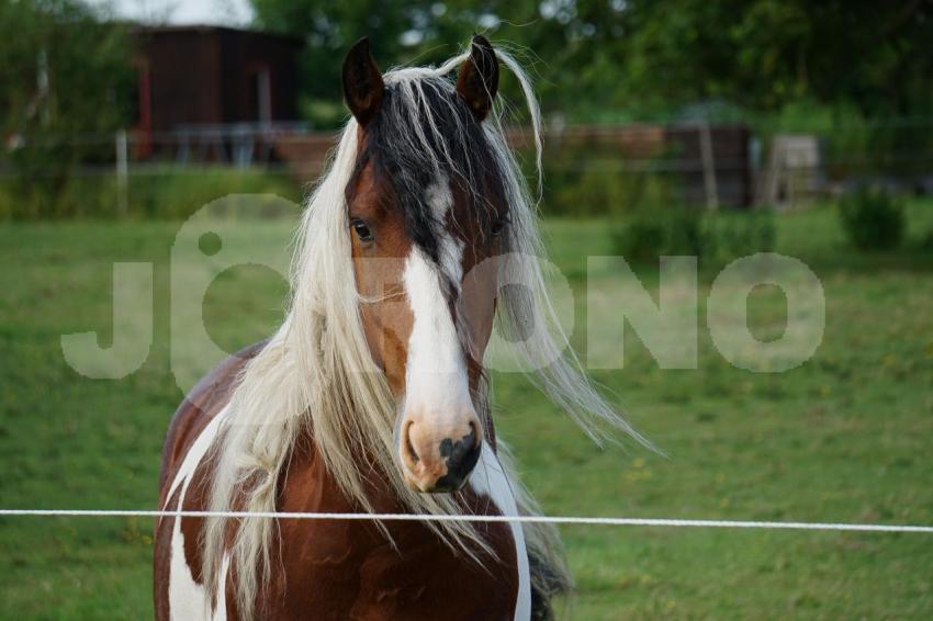 Aus der Kategorie Pferde