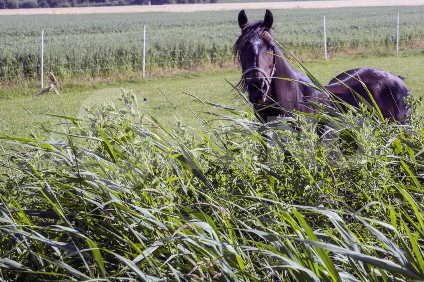 Aus der Kategorie Pferde