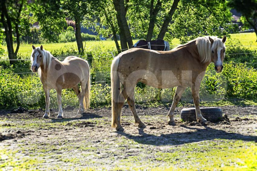 Aus der Kategorie Pferde