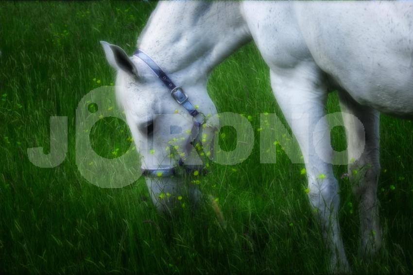 Aus der Kategorie Pferde