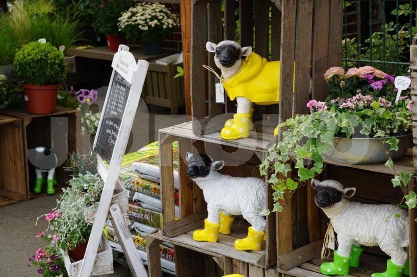 Aus der Kategorie Blumen&Pflanzen