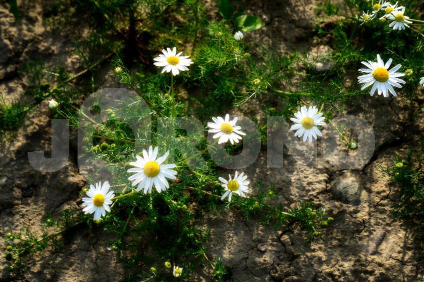 Aus der Kategorie Blumen&Pflanzen