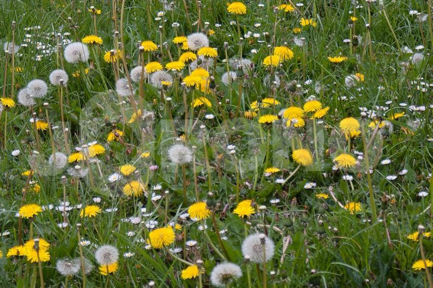 Aus der Kategorie Blumen&Pflanzen