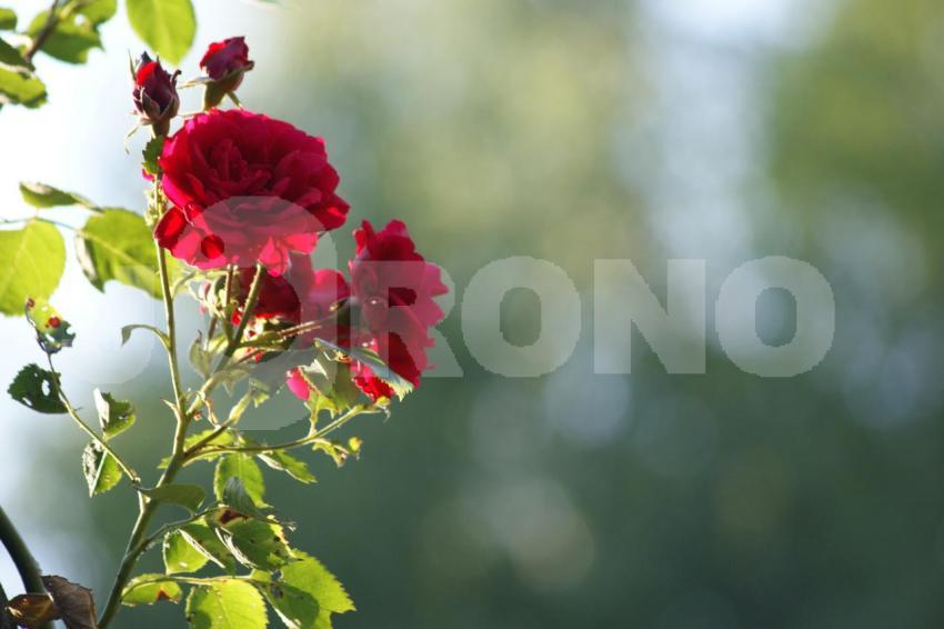 Aus der Kategorie Blumen&Pflanzen