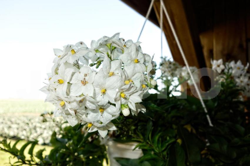 Aus der Kategorie Blumen&Pflanzen