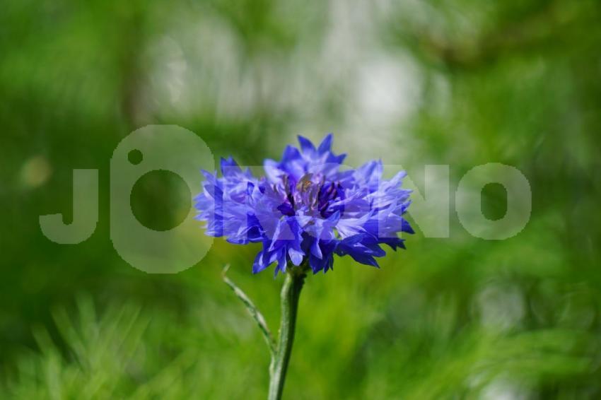 Aus der Kategorie Blumen&Pflanzen
