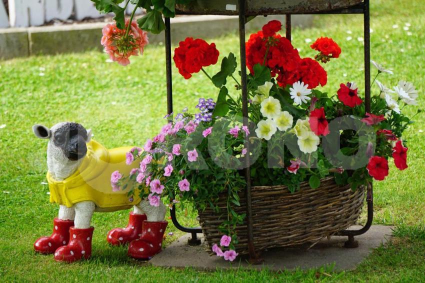 Aus der Kategorie Blumen&Pflanzen