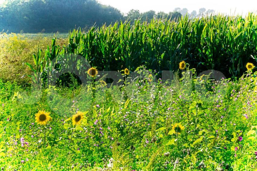 Aus der Kategorie Blumen&Pflanzen