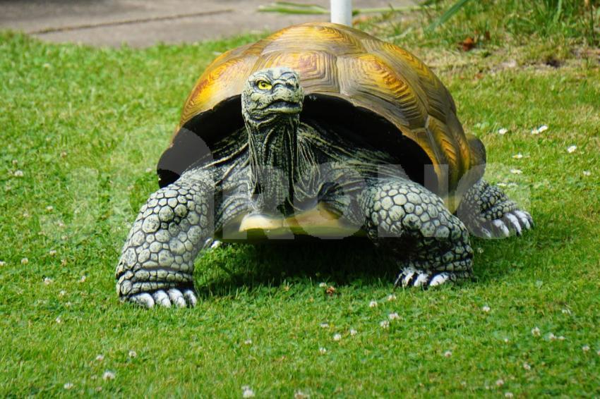 Aus der Kategorie Blumen&Pflanzen