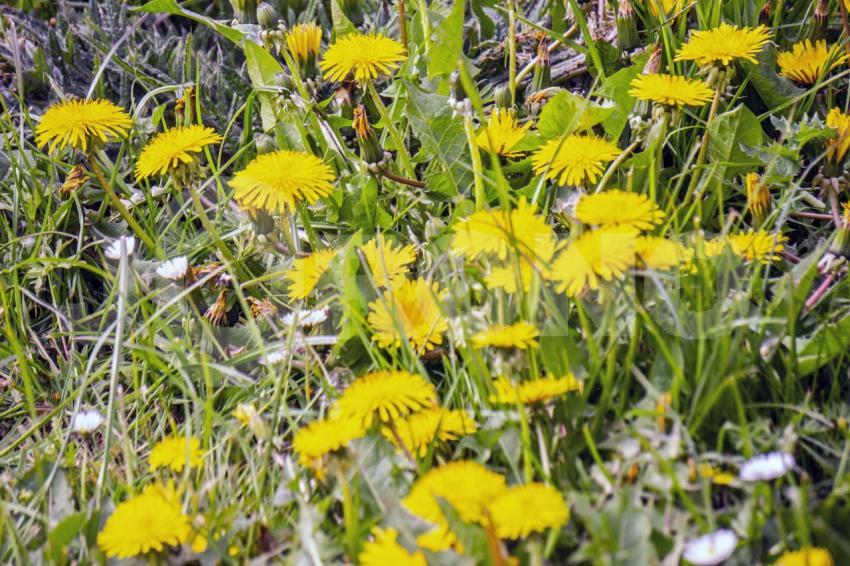 Aus der Kategorie Blumen&Pflanzen