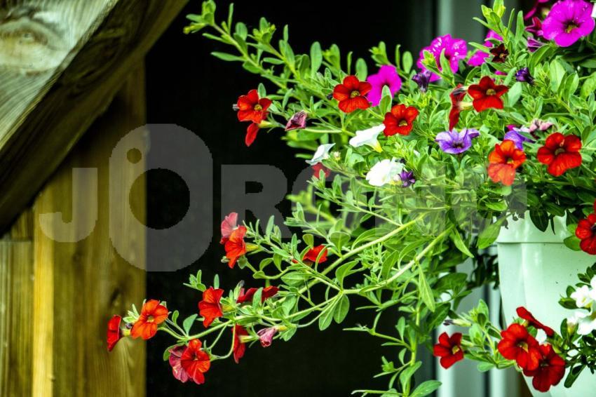 Aus der Kategorie Blumen&Pflanzen