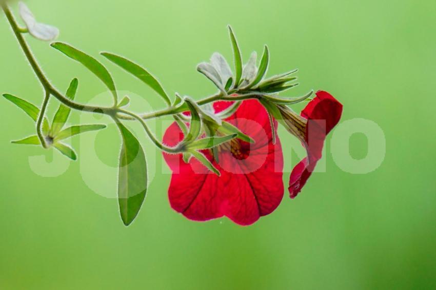 Aus der Kategorie Blumen&Pflanzen