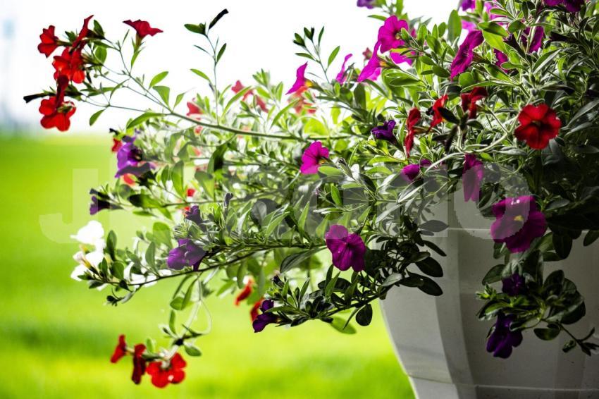 Aus der Kategorie Blumen&Pflanzen