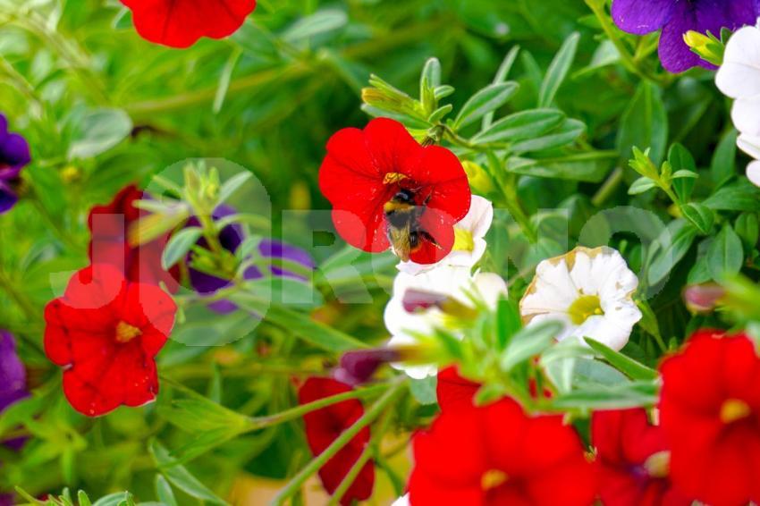 Aus der Kategorie Blumen&Pflanzen