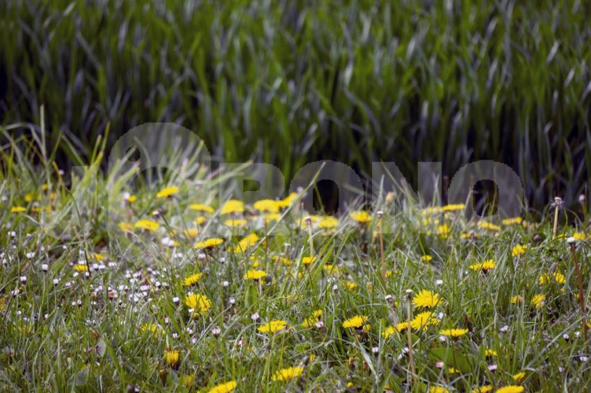 Aus der Kategorie Blumen&Pflanzen