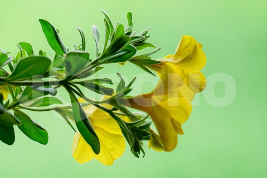 Aus der Kategorie Blumen&Pflanzen