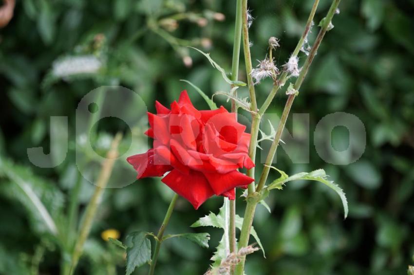 Aus der Kategorie Blumen&Pflanzen