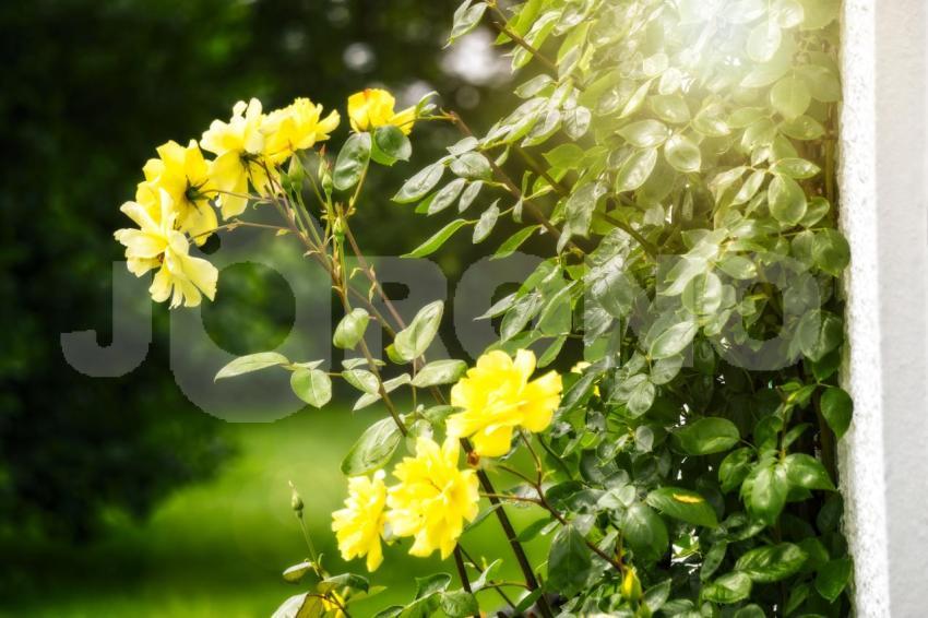 Aus der Kategorie Blumen&Pflanzen