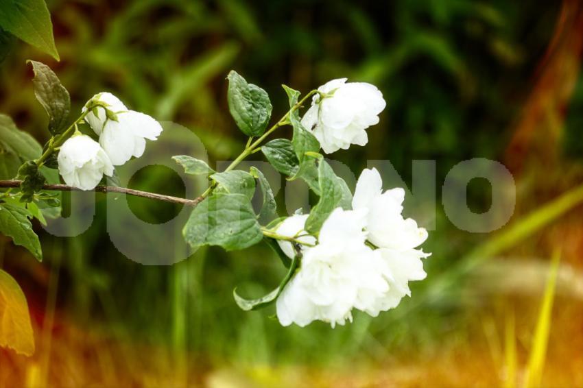 Aus der Kategorie Blumen&Pflanzen