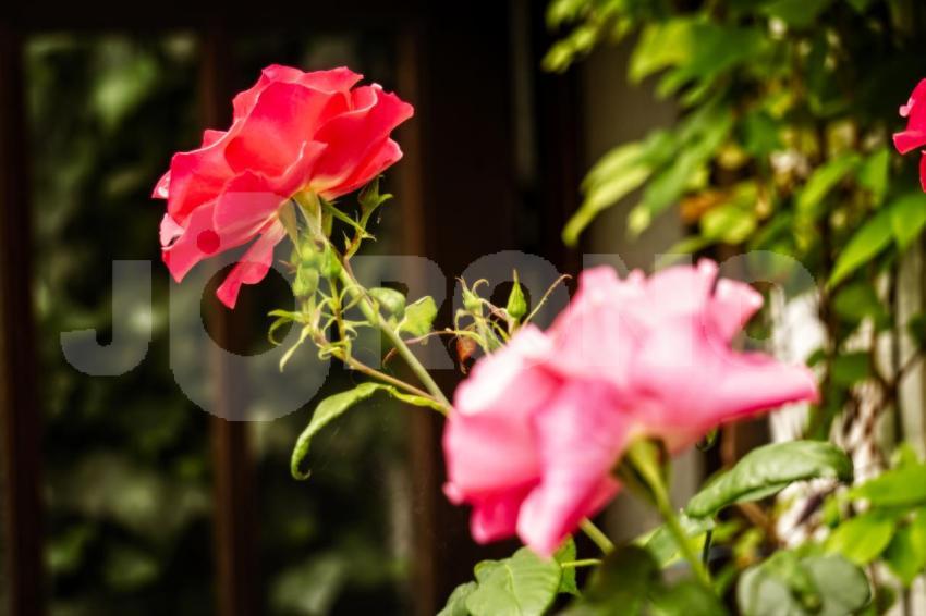 Aus der Kategorie Blumen&Pflanzen