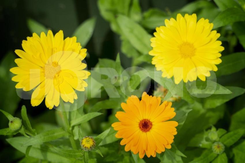 Aus der Kategorie Blumen&Pflanzen