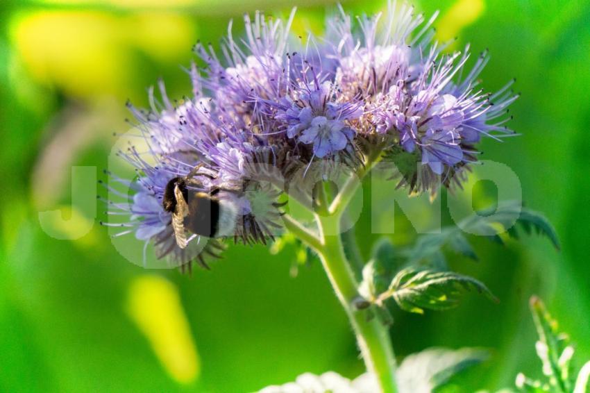 Aus der Kategorie Blumen&Pflanzen