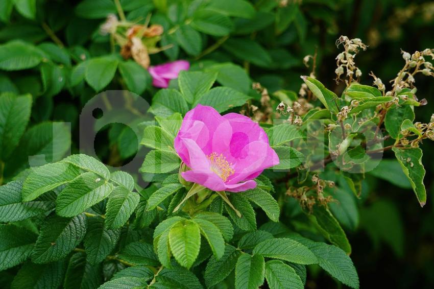 Aus der Kategorie Blumen&Pflanzen