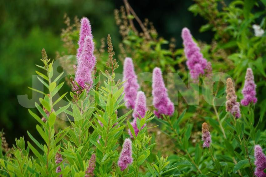 Aus der Kategorie Blumen&Pflanzen